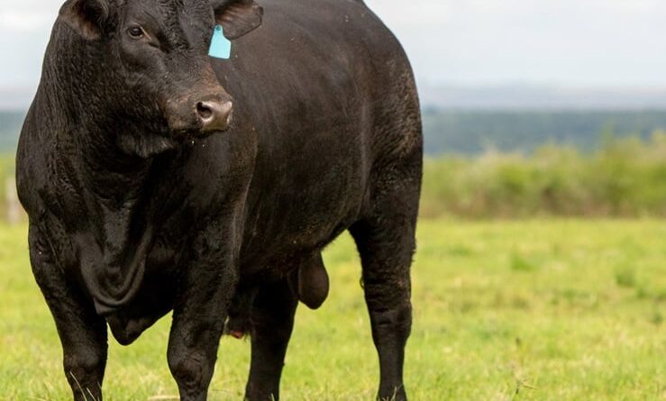 animal da raça ultrablack