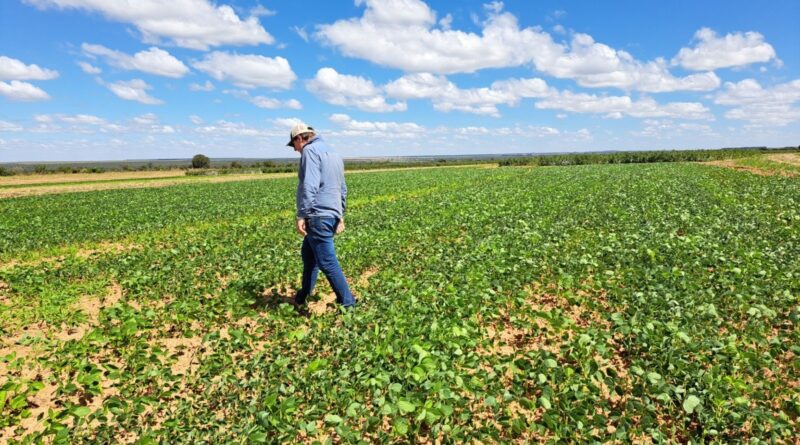 Mapa regionaliza calendário agrícola da Bahia para Safra 2025/26