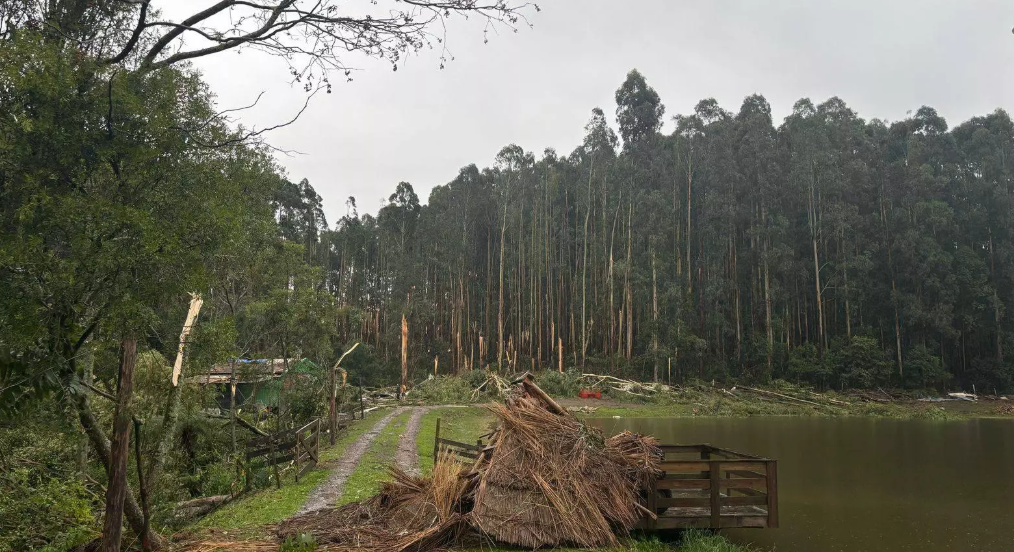 Eucaliptos foram derrubados por causa do tornado