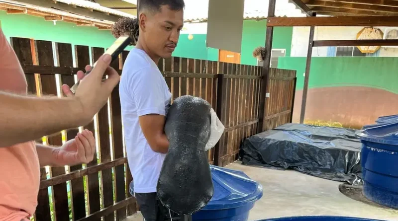 Filhote de peixe-boi-da-Amazônia