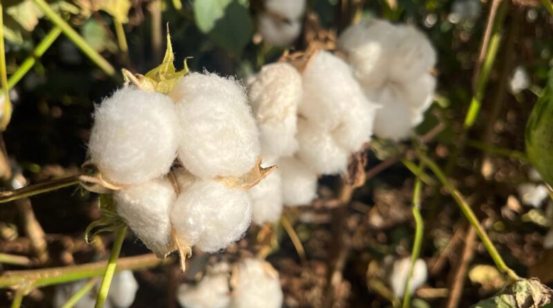 Algodão Mato Grosso pluma