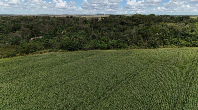 O que muda no setor de soja com a aprovação da Lei do Licenciamento Ambiental?