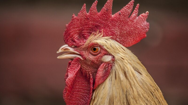 Brasil pode deixar de exportar até R$ 1,1 bilhão em frango