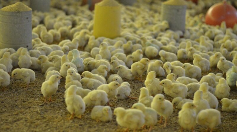 Brasil tem 18 investigações de suspeita da doença em andamento