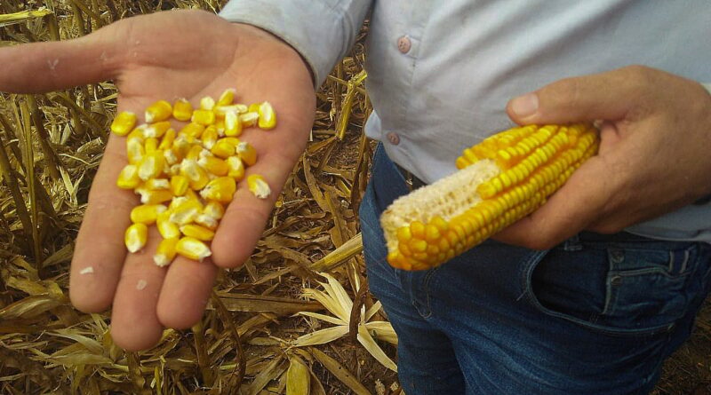 CNA aciona STF contra embargos a produtores sem direito a ampla defesa