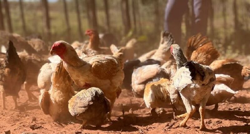 gripe aviária - influenza aviária