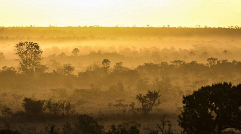 cerrado, vegetação, falta de chuva soja