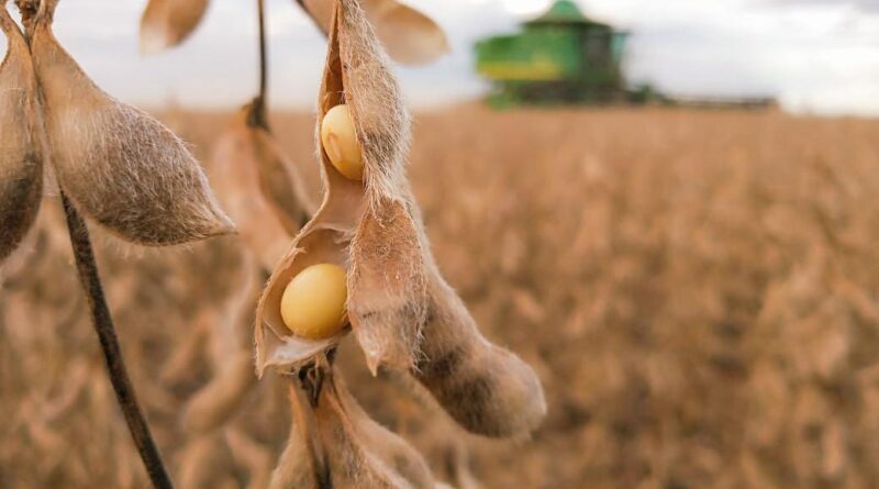 Soja, USDA, lavoura, colheita, grão