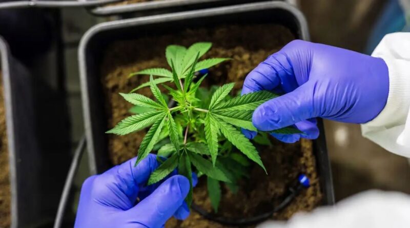 Cultivo de cannabis medicinal pelo agronegócio é destaque em congresso