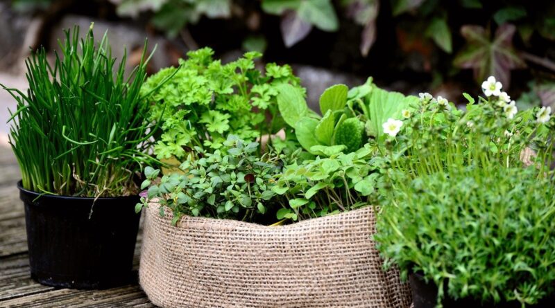 Demanda por plantas aromáticas e medicinais cresce no Brasil