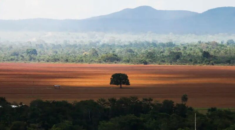 Desmatamento recua em cinco dos seis biomas brasileiros em 2024