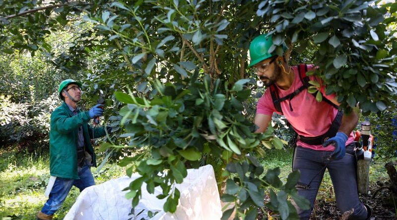 erva-mate do Paraná