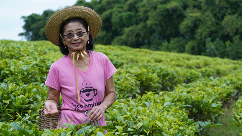 Mulher em meio a plantação de chás