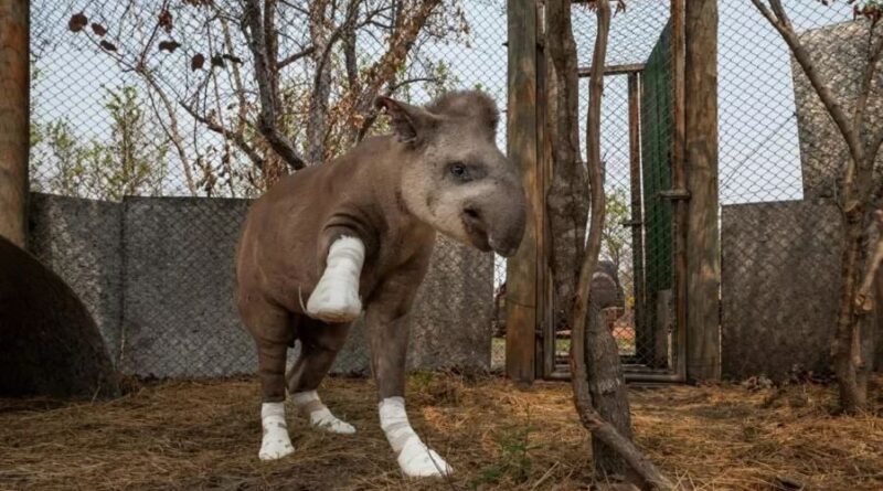 Anta incêndio Pantanal