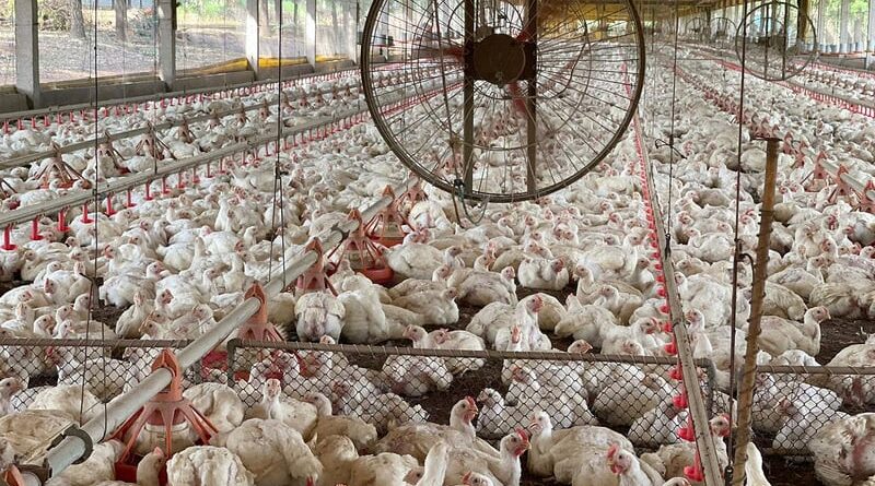gripe aviária Tocantins - Aguiarnópolis