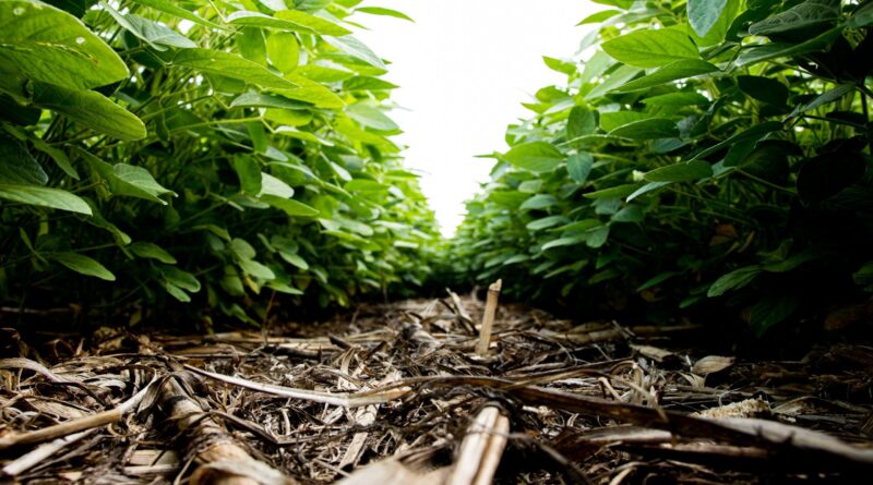 Projeto quer expandir bioinsumos brasileiros no mercado global