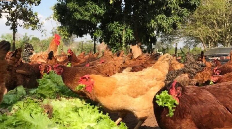 galinhas - gripe aviária