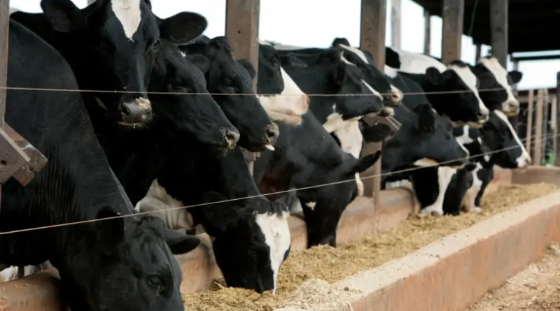 Rondônia Rural Show 2025, acontece entre os dias 26 e 31 de maio, em Ji-Paraná, Rondônia. Foto: Divulgação