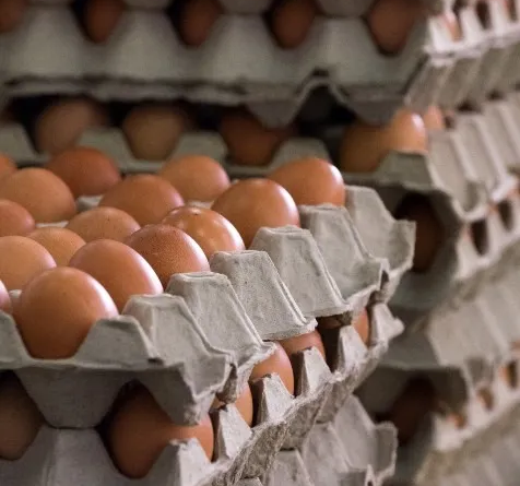 ovos, produção de ovos