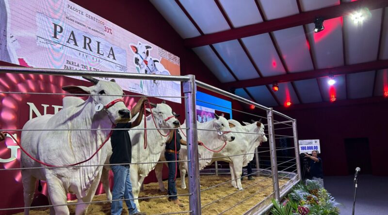 Pecuária brasileira atinge marco histórico com recorde do pacote genético de Parla FIV AJJ