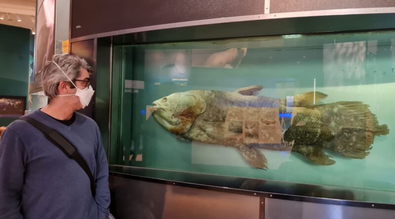 Peixe pré-histórico permanece com anatomia inalterada há 65 milhões de anos