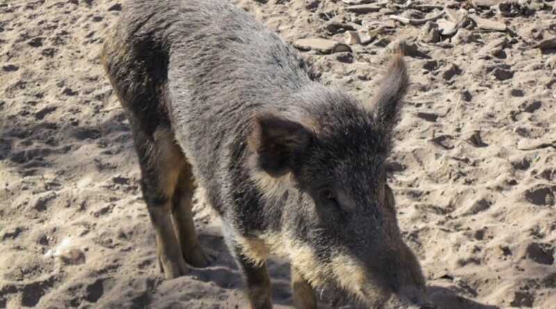 Porcos selvagens ameaçam lavouras de milho no Centro-Oeste