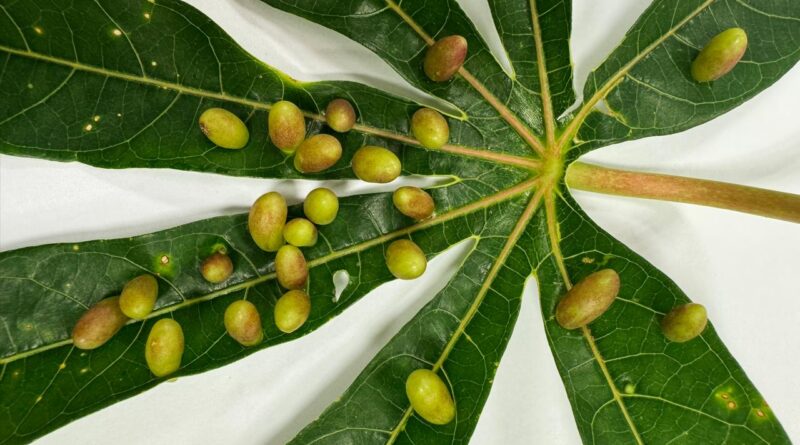 Praga da mandioca causa perdas de até 100% em lavouras