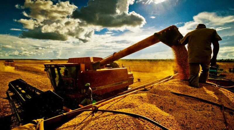 colheita da soja
