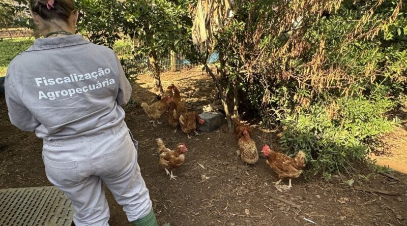 controle de gripe aviária no RS