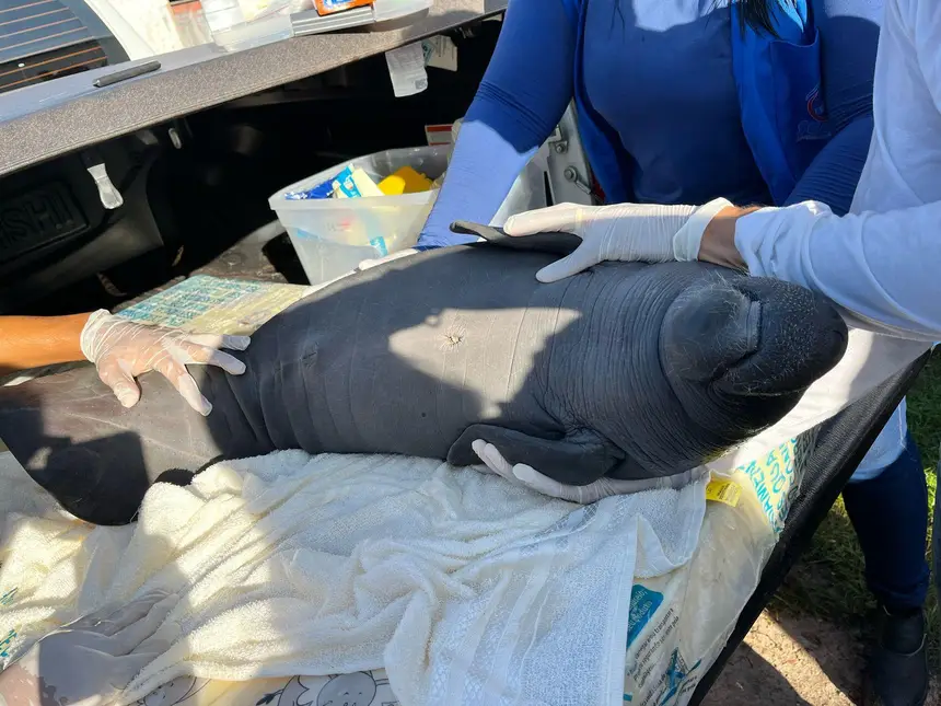 Filhote de peixe-boi-da-Amazônia