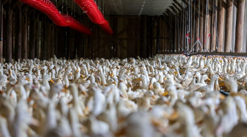 Santa Catarina emite 'Alerta Máximo' após confirmação de gripe aviária no Rio Grande do Sul