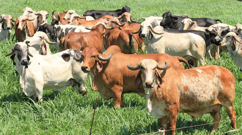 ferramenta genômica raças bovinos bois