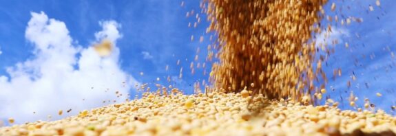 Saiba como ficou o mercado de soja após os números do USDA
