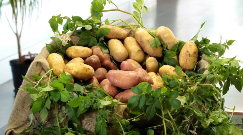 Novos zoneamentos climáticos tendem a ampliar produção de batata
