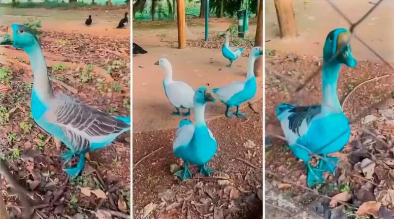 Vazamento de corante que tingiu aves em parque é apurado no interior de SP