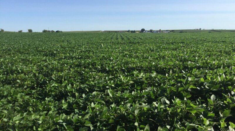Plantio de soja avança nos EUA e supera a média histórica