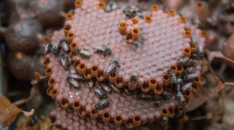 Abelha sem ferrão; abelha-canudo