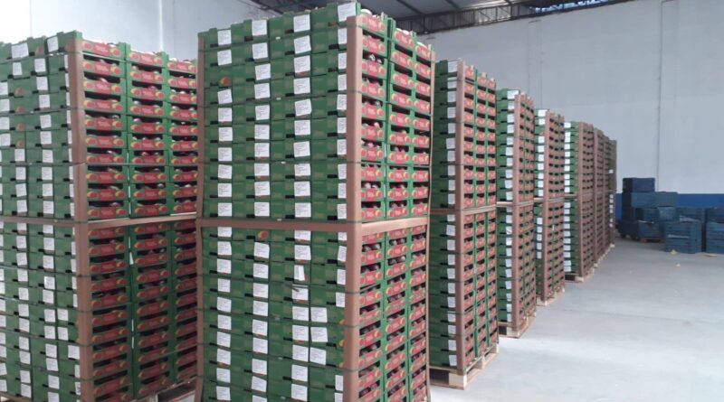 Bahia se prepara para iniciar exportações de manga para os EUA