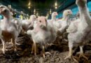 produção aves, jejum, frango, Newcastle