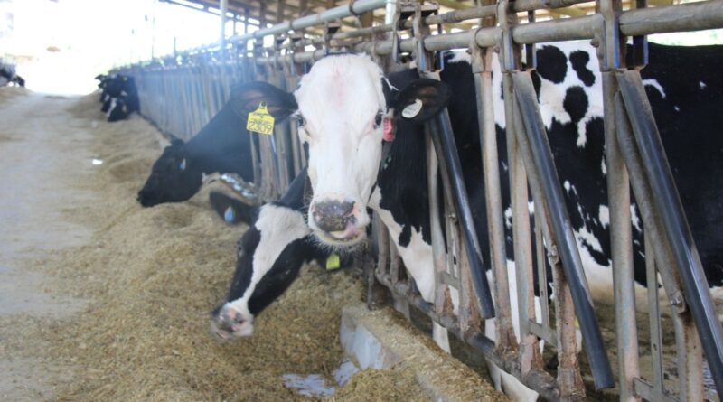 Pesquisa mineira foca em dietas para bovinos para reduzir emissões na pecuária