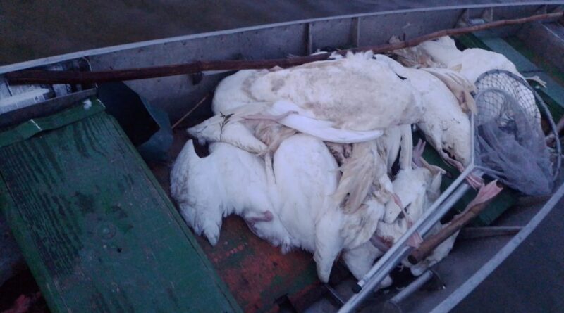 RS: 'Era questão de tempo, mas estamos preparados', diz Secretaria da Agricultura sobre gripe aviária