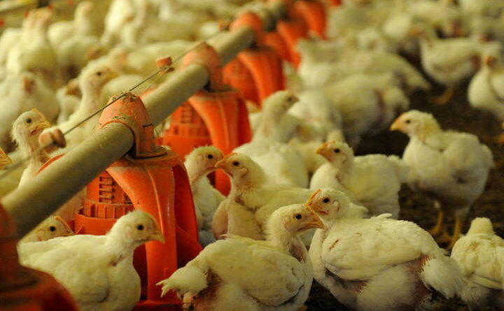 dia mundial do frango