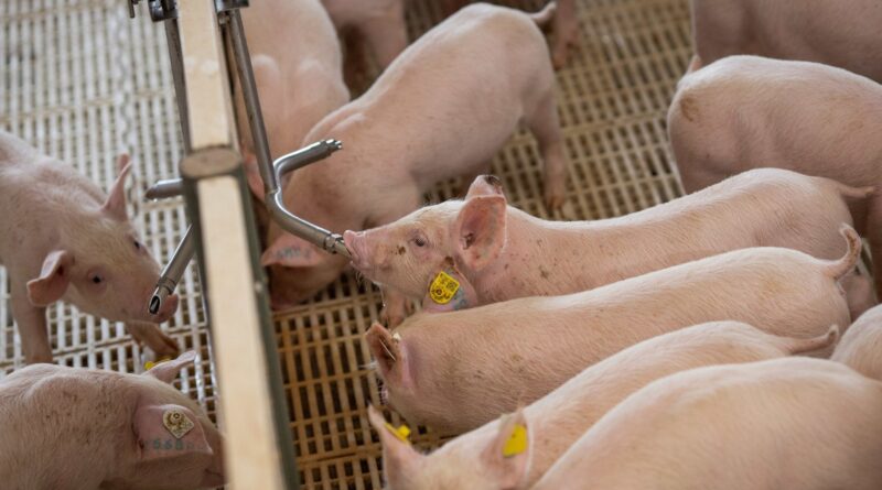 Exportação de carne suína é a segunda maior da história