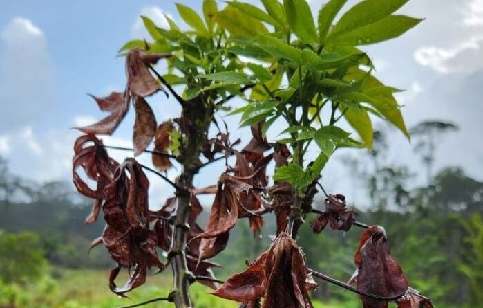 vassoura-de-bruxa mandioca