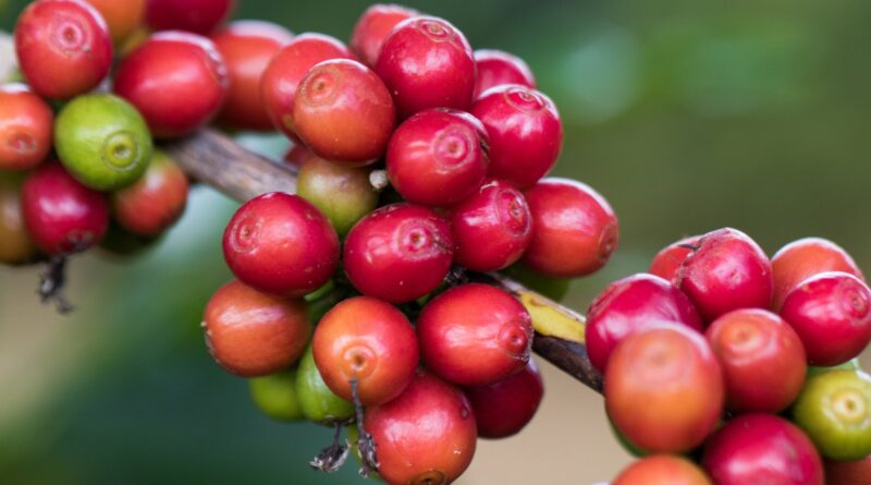 Café tem colheita limitada pela chuva
