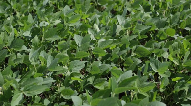 Ameaça à terra: produtores de MT podem perder suas propriedades em faixa de fronteira