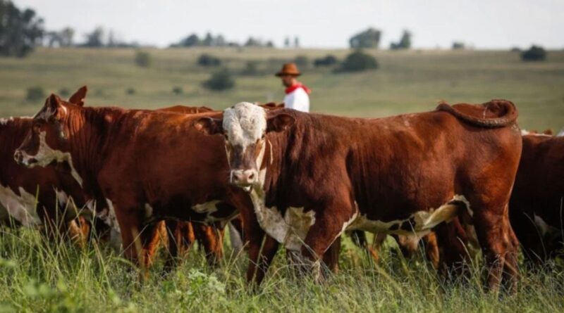 Carne a pasto ou confinada: qual é mais saborosa e saudável?