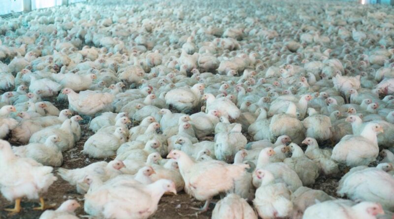 Brasil não tem mais casos suspeitos de gripe aviária em granja comercial