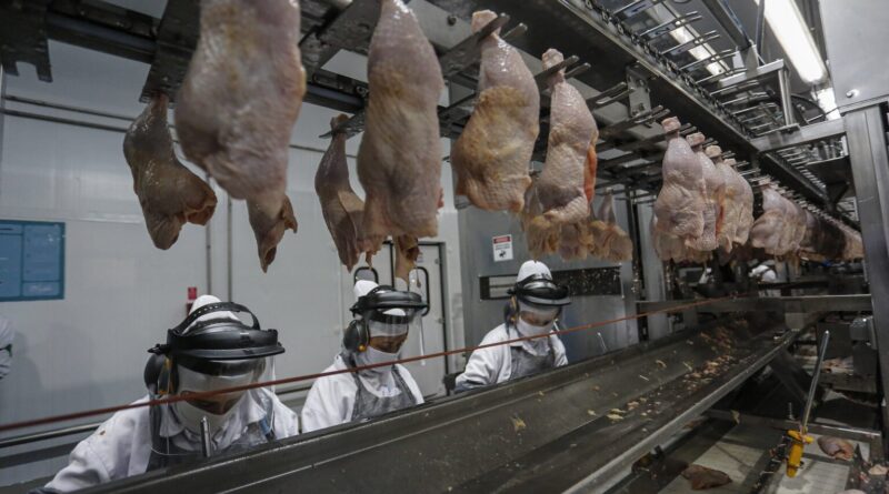 paraná-abate-frango
