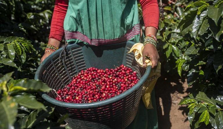 mulher produtora rural café
